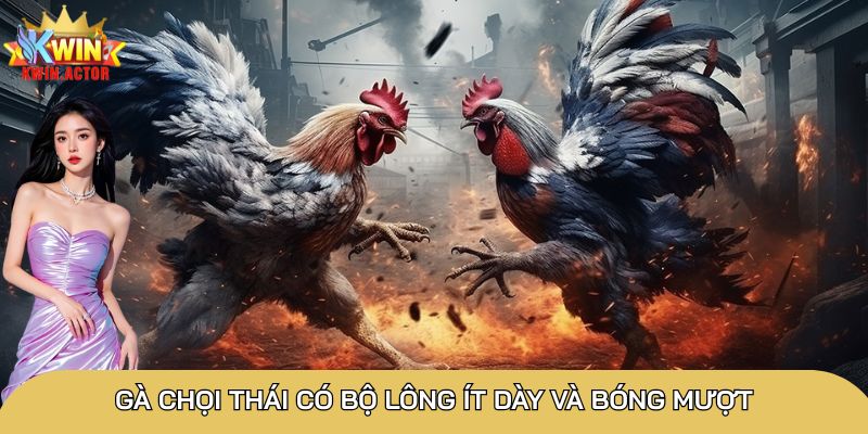 Gà chọi Thái có bộ lông ít dày và bóng mượt